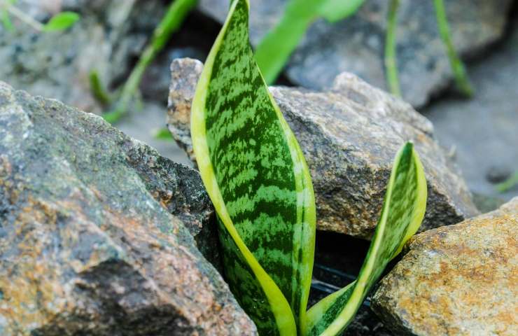 piante grasse sansevieria