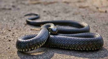 Passeggia in strada quando un serpente di un metro e mezzo le piomba in testa