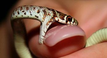 Tirato fuori dall’orecchio di una donna un serpente: non crederai a ciò che vedi – VIDEO