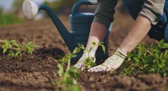 Non acquisterai mai più le verdure: il metodo che avresti voluto conoscere prima