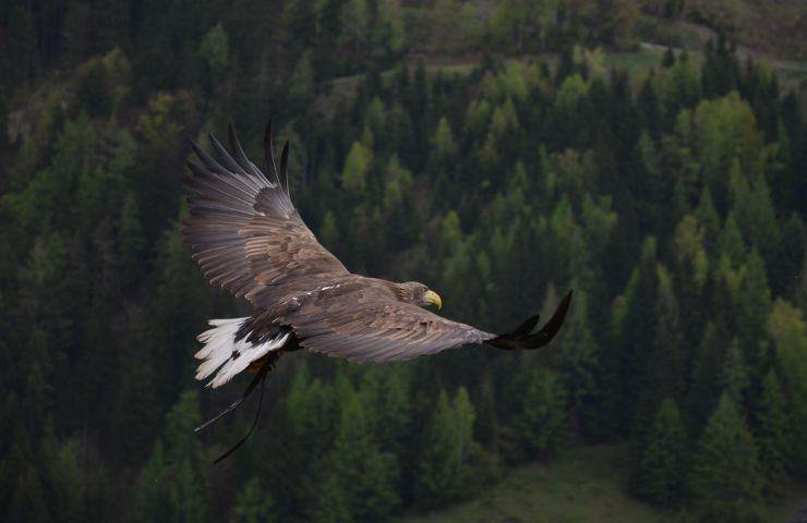 Circeo biodiversità compromessa 