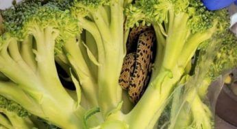 Nella busta dei broccoli trova una spaventosa sorpresa: quello che sembrava un bruco era…