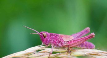 Cavalletta rosa avvistata in Galles: è vera?