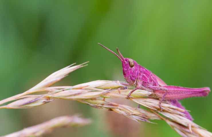 Cavalletta rosa Galles