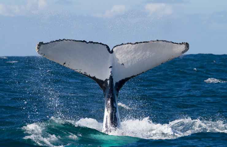 Argentina balene incontro kayak