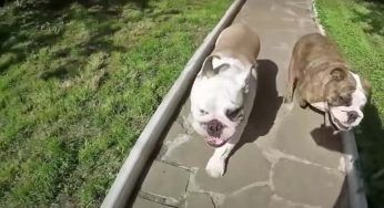 Gli insoliti oggetti ingoiati da un Bulldog: cosa ha trovato il veterinario