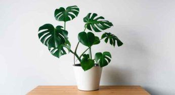 Monstera, le 3 tipologie che vivranno anche se non sai prenderti cura delle piante