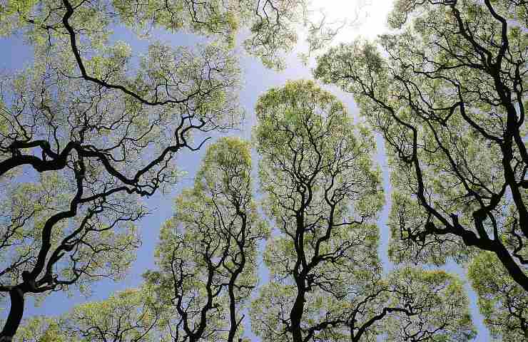 Crown shyness chiome alberi foreste non si toccano perché