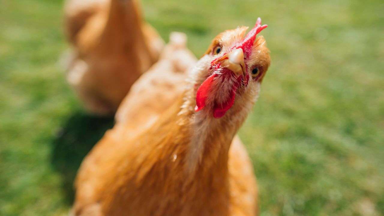 gallina ingoia serpente immagini