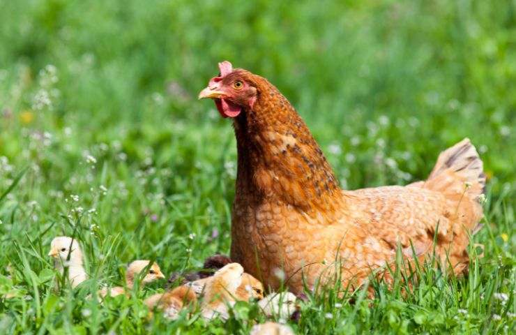 gallina cosa mangia? ecco risposta 