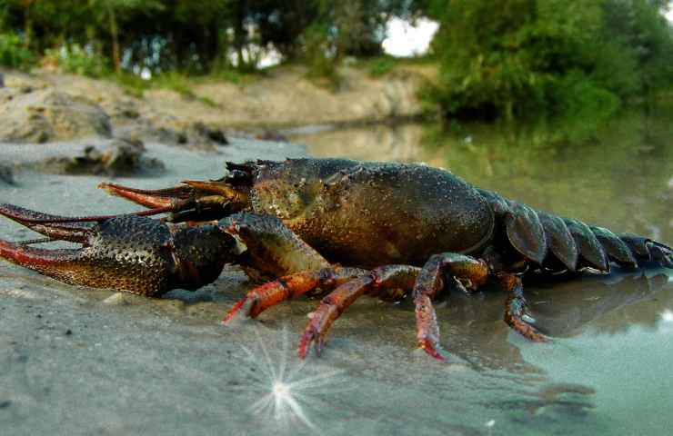 Bioindicatori cambiamenti climatici scienziati