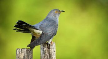 Cuculo: curiosità e caratteristiche dell’uccello “più solo” del pianeta