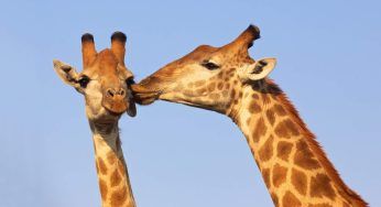 Parco Nazionale di Iona: giraffe riappaiono dopo anni