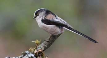 Codibugnolo: dove vive, dieta e curiosità dell’uccello dalla lunga coda