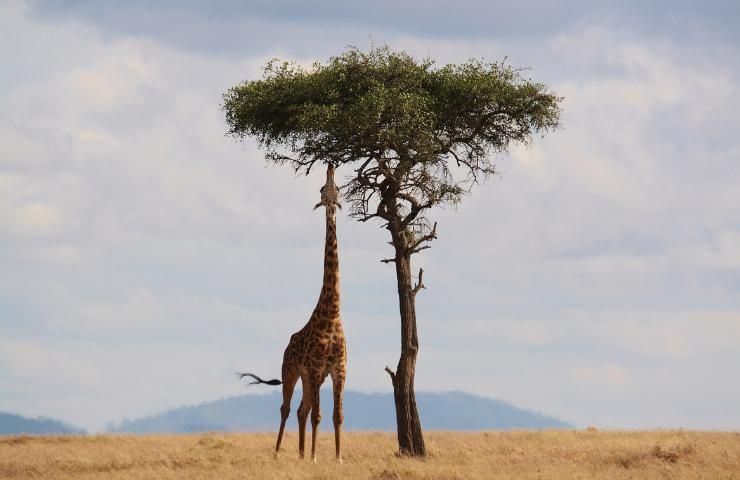 giraffe ripopolano l'Angola