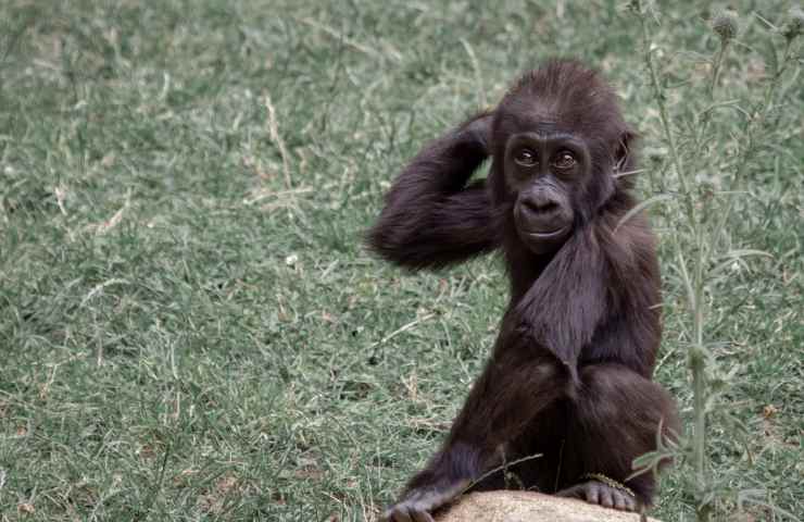 Gorilla nato zoo Columbus