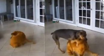 Il cucciolo soffre di crisi psicomotorie: ha un amico che corre sempre in suo aiuto – VIDEO