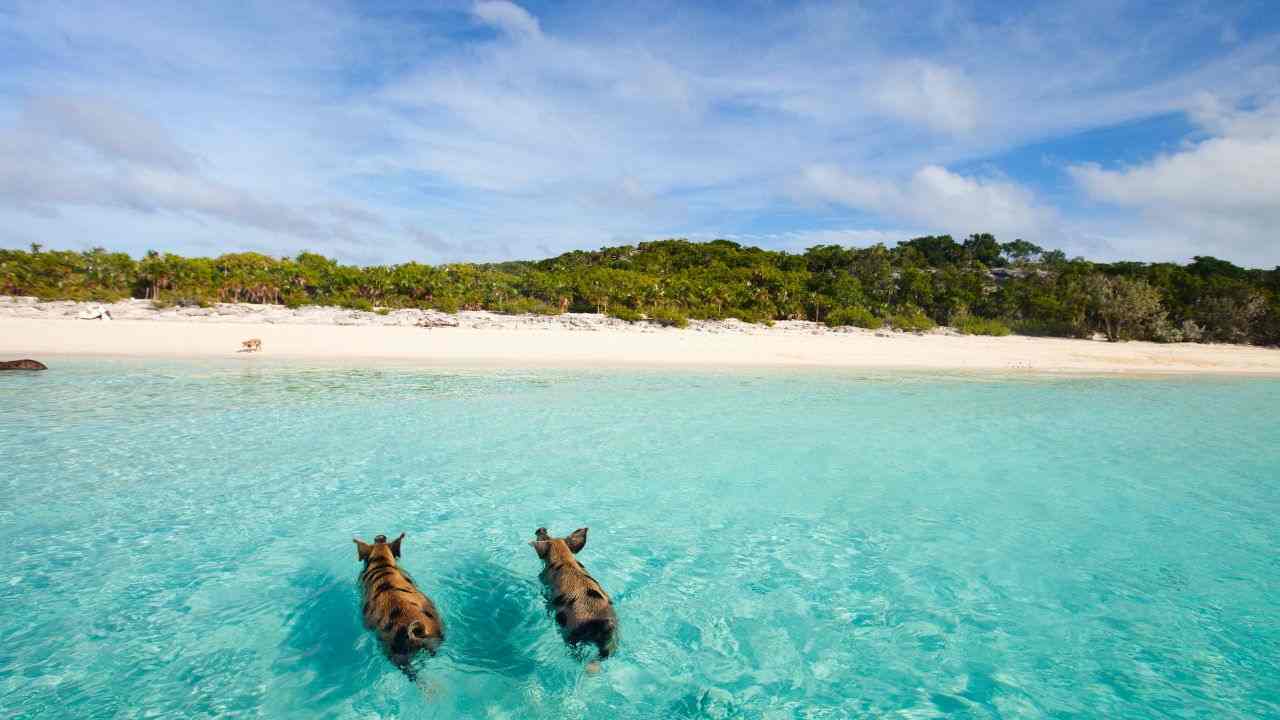 zone del globo presenza solo animali ecco dove si trovano 