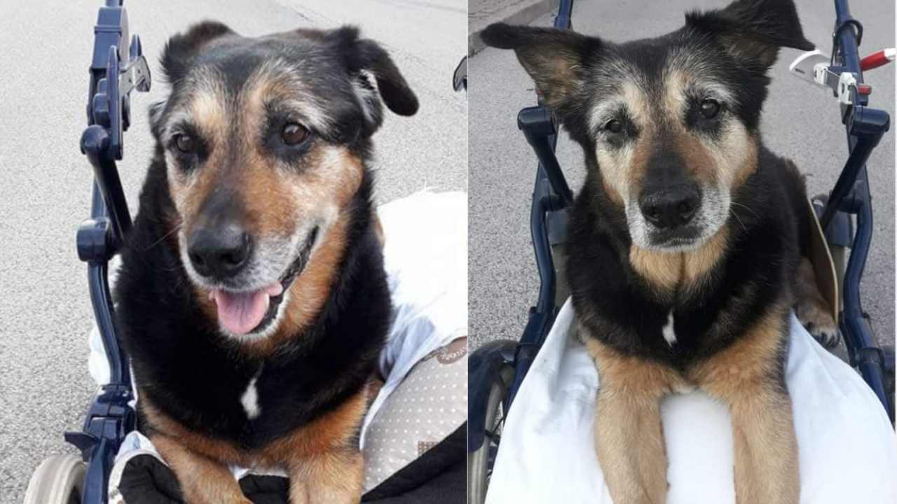 The Heartbreaking Last Gesture of a Master for His Dying Best Friend: Taking Her to See the Sea Before Closing Her Eyes Forever