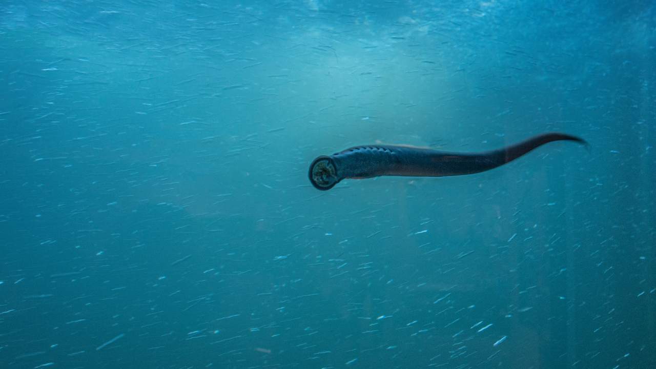 Lamprede vampiri di mare