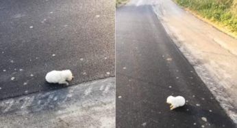 Cucciola sbalzata fuori da un’auto in corsa: troppo piccola per farcela da sola