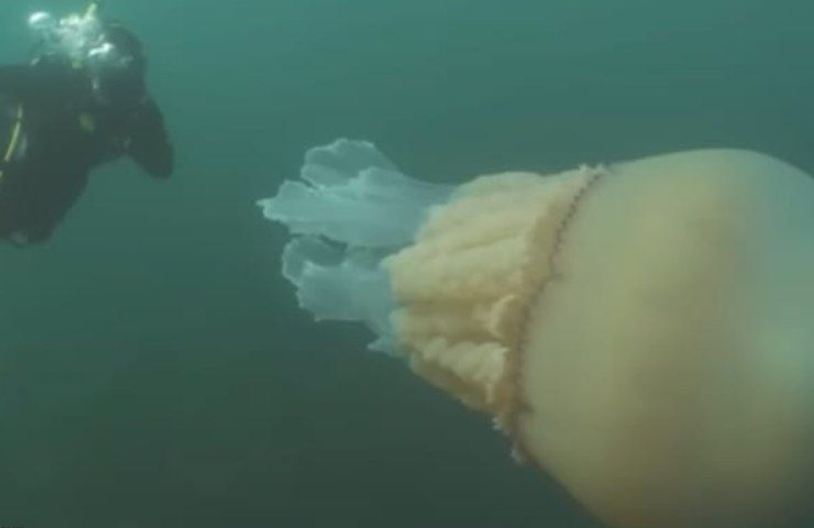 rimedi puntura di medusa