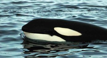 Come sopravvivere ad un’orca assassina: i consigli da non perdere