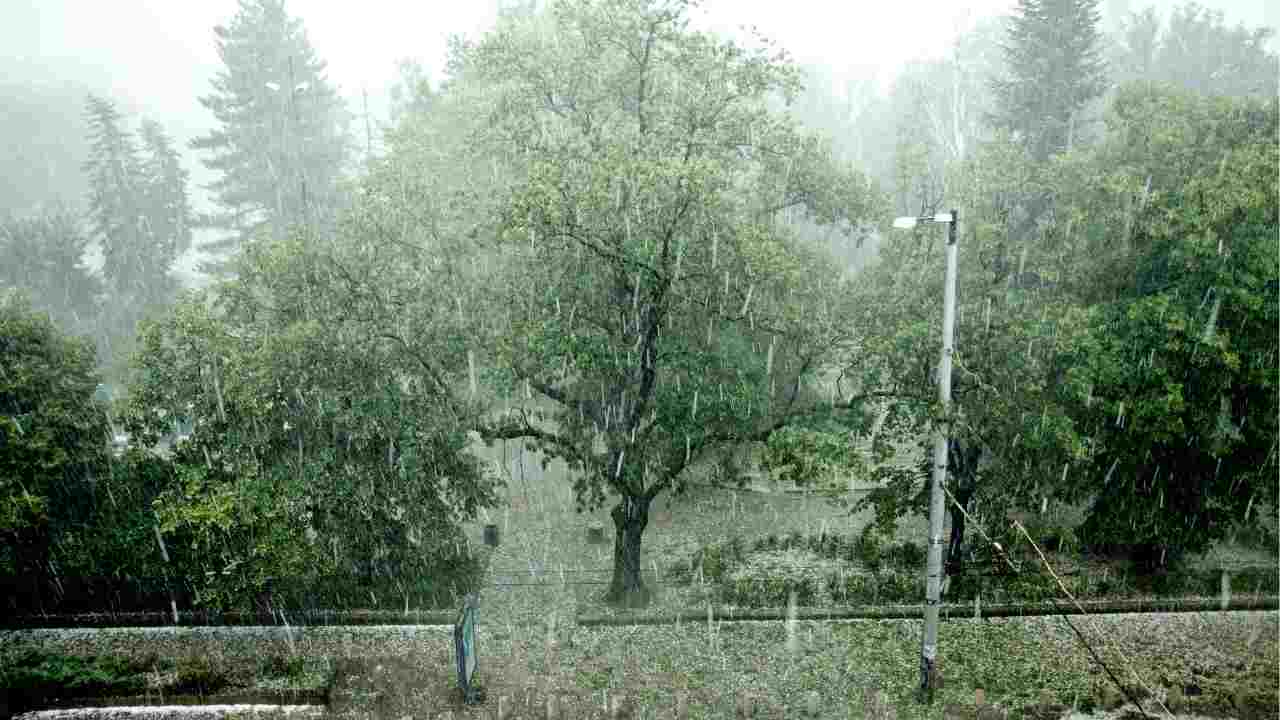 Perché la tempesta a Milano abbatte tutto ma non alcuni alberi specifici