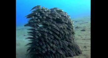 Filma la “strana creatura” che cammina sott’acqua: le strabilianti immagini