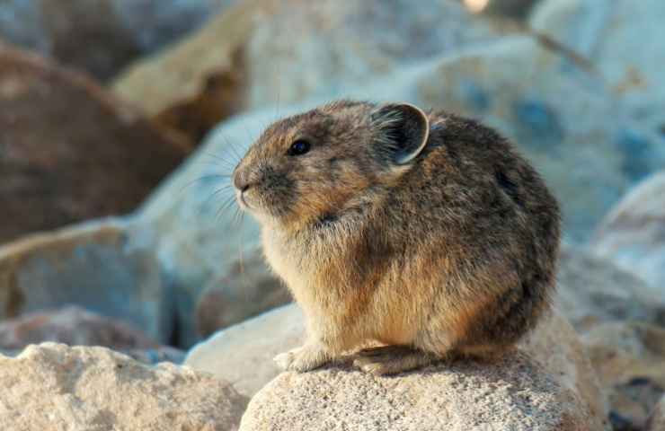 Animali sensibili cambi clima inquinamento