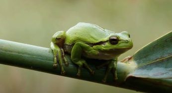 L’assurda scoperta all’interno del ventre di una rana tropicale velenosa