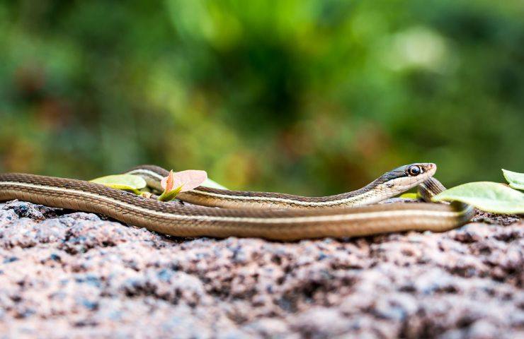 serpente mangiato da gallina video 