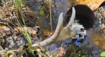 Trovato un teschio umano in un fiume: traumatizzante scoperta