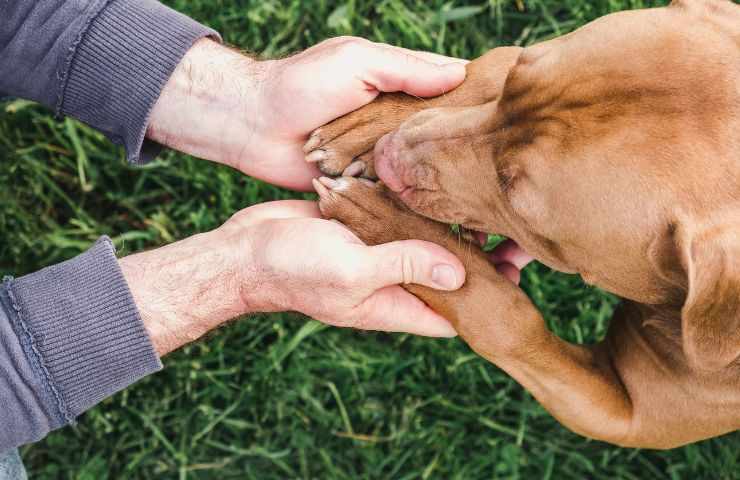 cane salvato dalla strada 