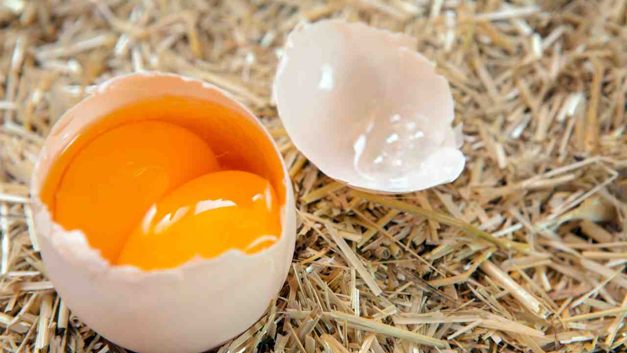 Spiegazione uovo doppio tuorlo