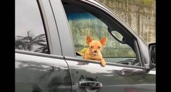 Il cucciolo incontra il veterinario in strada: no, non gli sta affatto simpatico – VIDEO