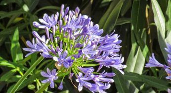 Agapanto, non privartene è meraviglioso in giardino