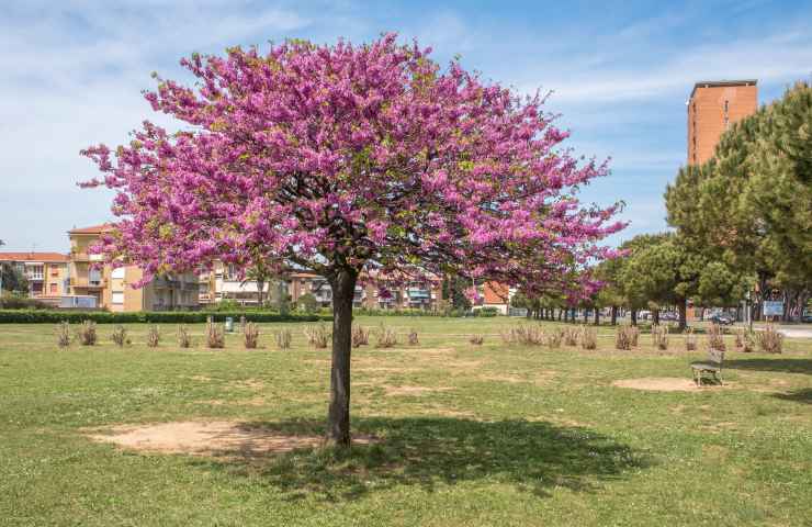 cura albero giuda