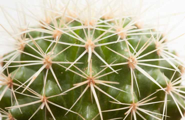 come si curano i cactus
