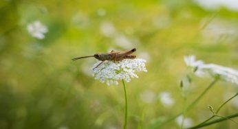 Cicuta, sembra una semplice pianta ma non è così