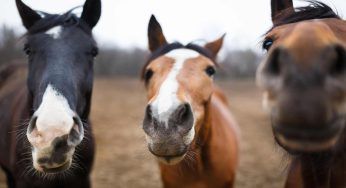 E’ vero che i cavalli dormono in piedi? Scopriamolo