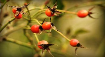 Bacche rosse delle rose, come puoi utilizzarle