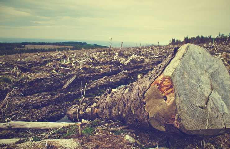 carta igienica deforestazione 