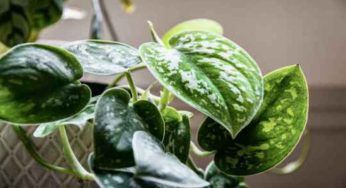 Pothos e caldo: non perderti questo segreto dei giardinieri