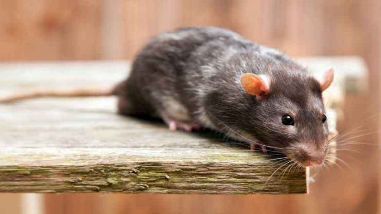 Come allontanare i topi da casa