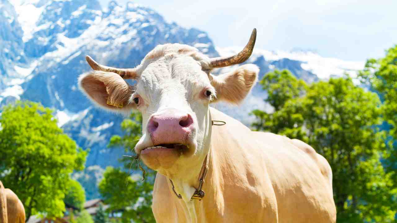 mucche al pascolo in montagna