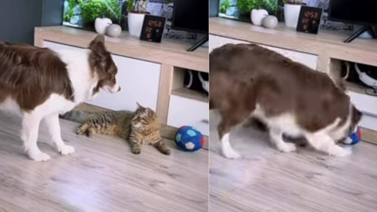 Lento Lento Si Avvicina Entrambi Sembrano Immobili Ma Il Cane Ha Un Obiettivo Video