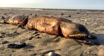 I pescatori hanno urlato appena capito cosa ci fosse sulla spiaggia