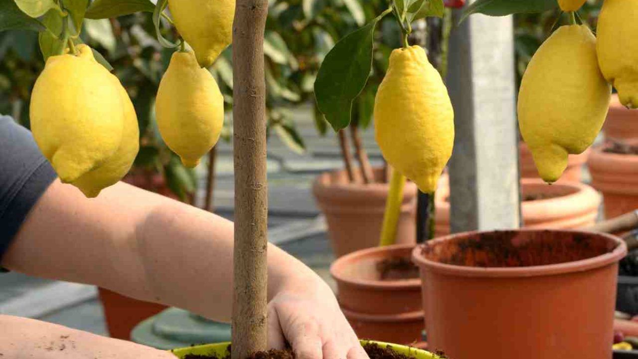 Concimare il limone con i lupini macinati 