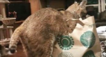 Trova un gatto e lo porta a casa per salvarlo: la mattina seguente la paurosa verità